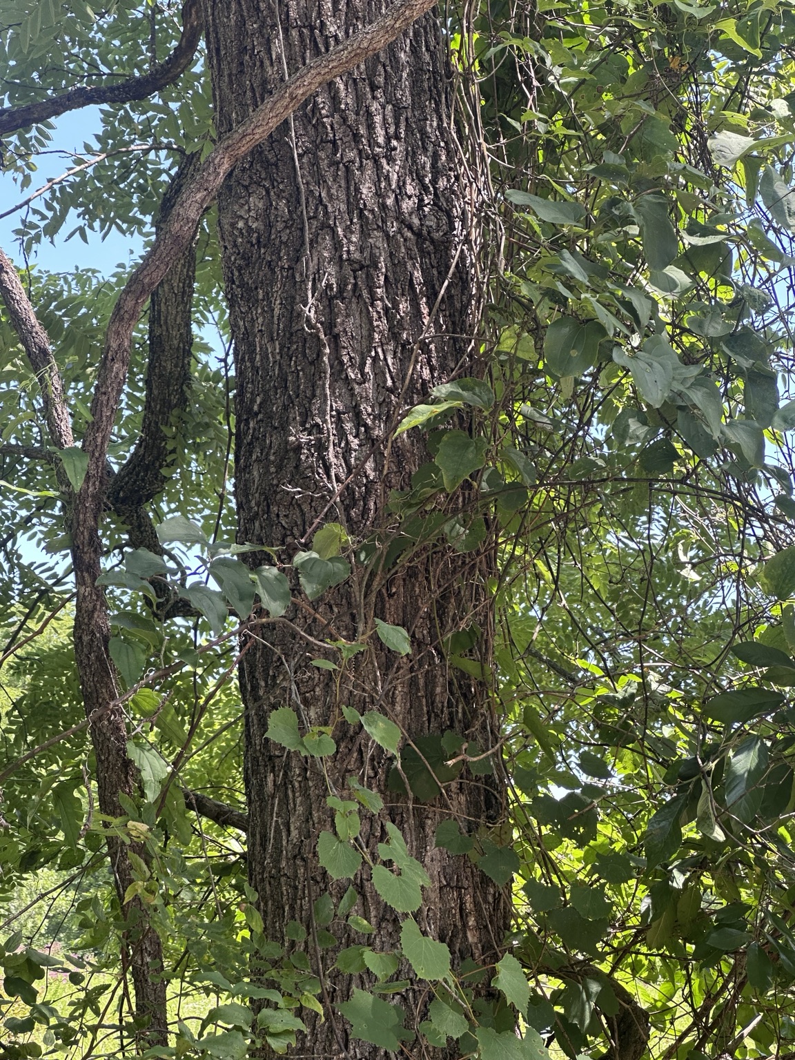 Mature hardwood trunk in a wooded property